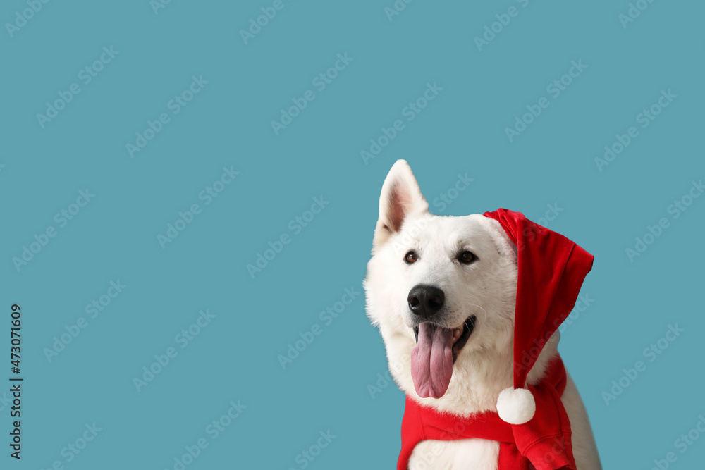 Cute white dog in Santa hat on color background