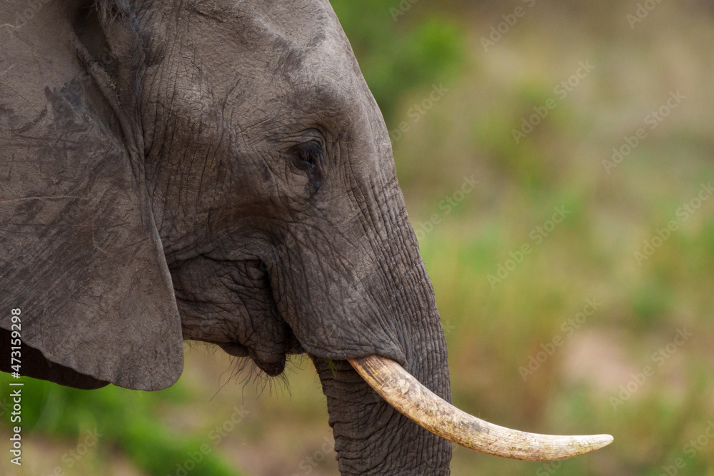 非洲丛林象或非洲稀树草原象（Loxodonta africana）。南非普马兰加。