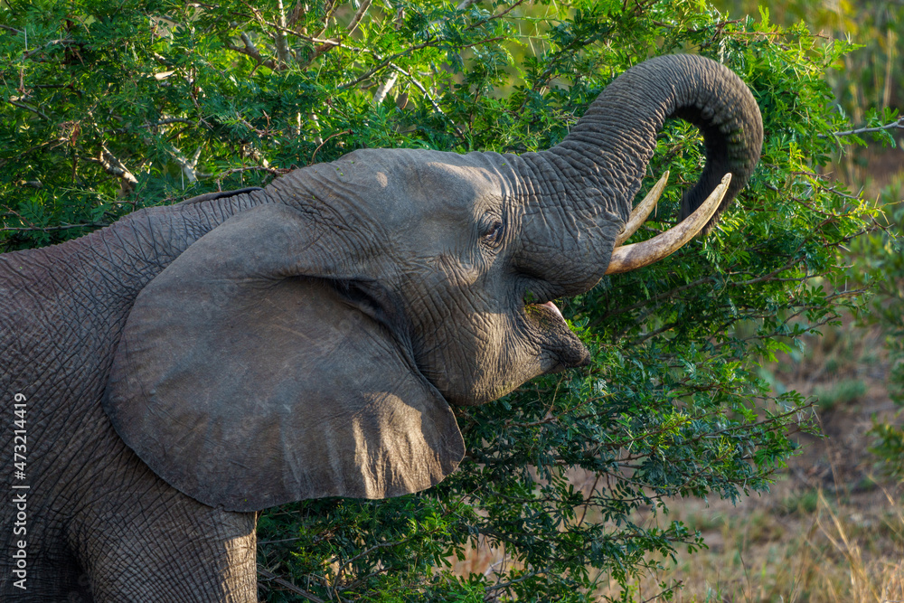 非洲丛林象或非洲稀树草原象（Loxodonta africana）觅食。南非普马兰加