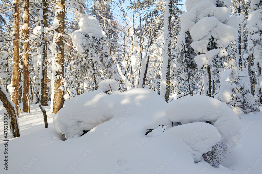 中国吉林省和龙市老沥湖风景区美丽的森林被雪覆盖。