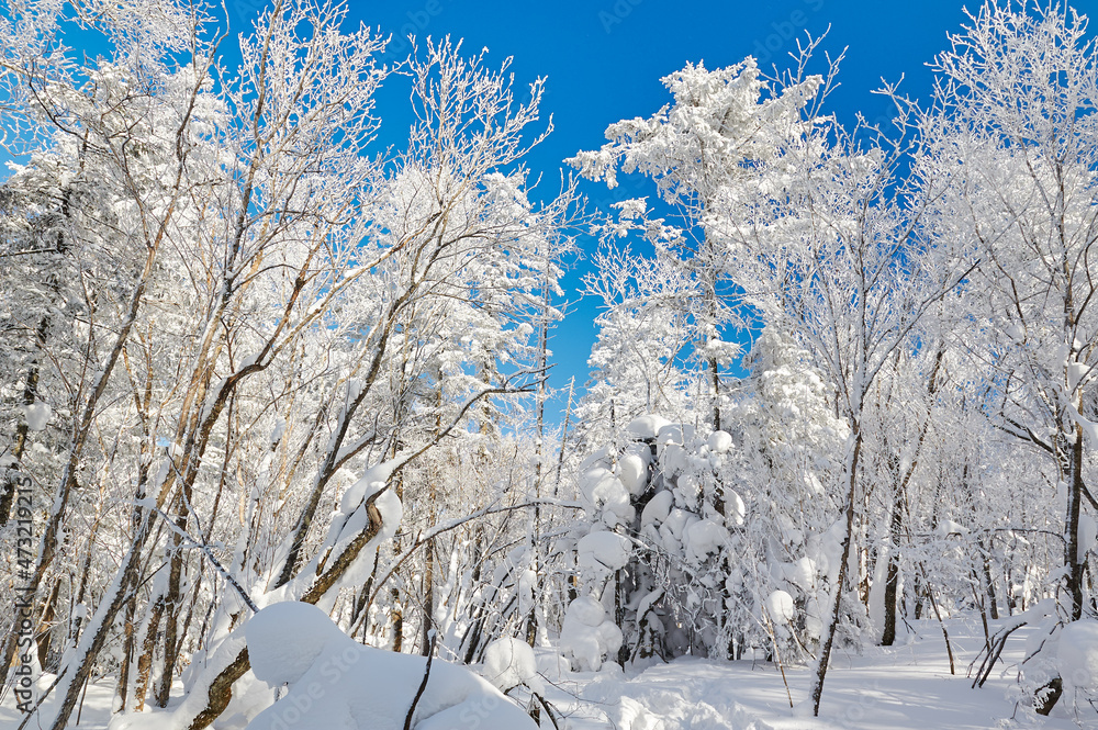 中国吉林省和龙市老沥湖风景区美丽的森林被雪覆盖。