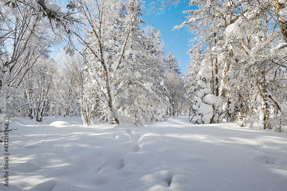 中国吉林省和龙市老沥湖风景区美丽的森林被雪覆盖。