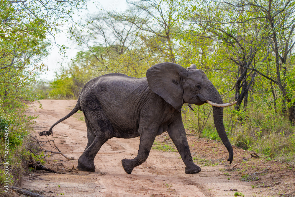 非洲丛林象或非洲稀树草原象（Loxodonta africana）穿过灌木丛。Mpumal