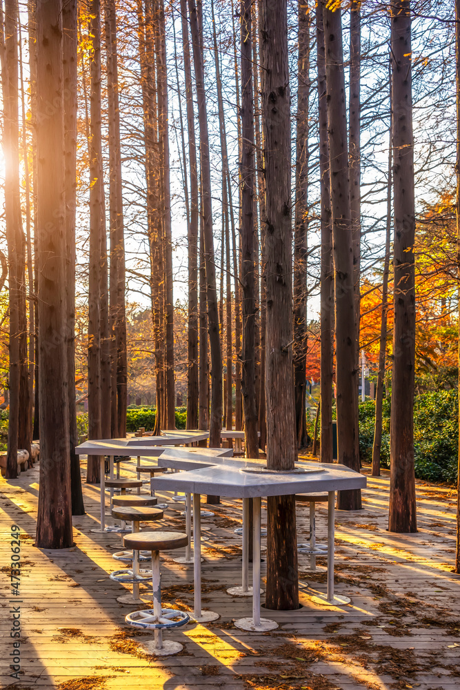 阳光下的公园小屋和树林风景