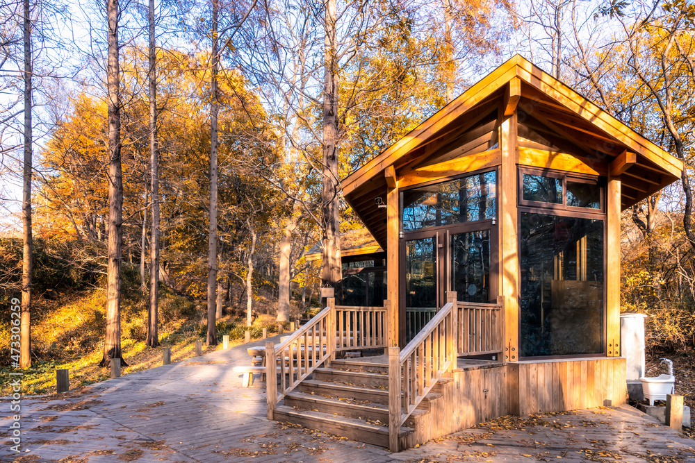 阳光下的公园小屋和树林风景