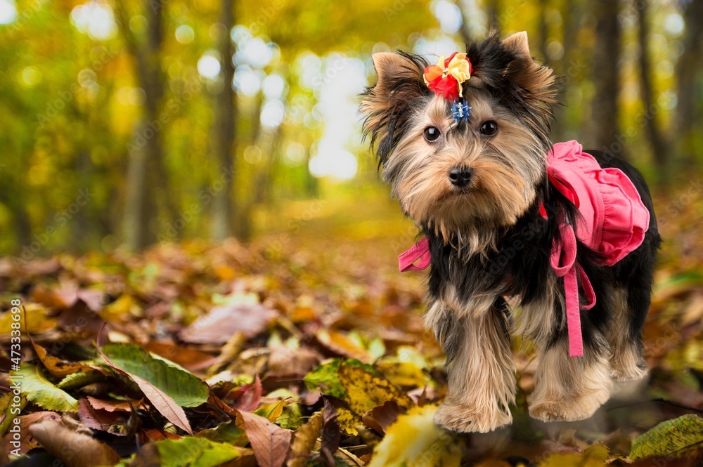 Dog in the autumn park. A cute dog walks through the woods. Cute puppy for a walk