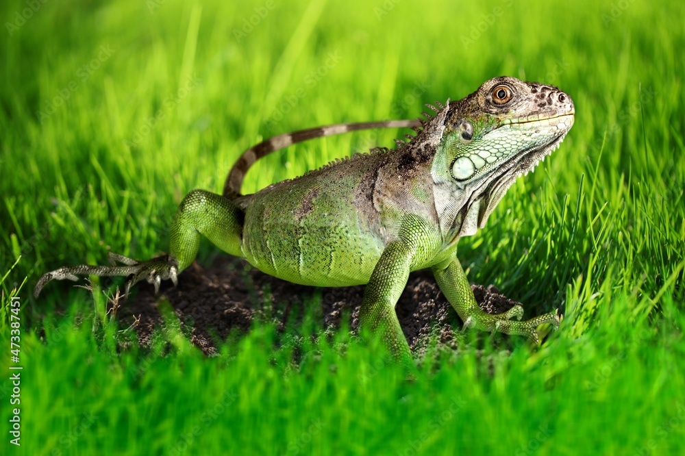 Lizard on a green lawn. Exotic tropical animal in the wild on the grass. smiling animal