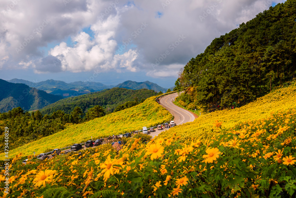 yellow mexican sunflower field on the hill