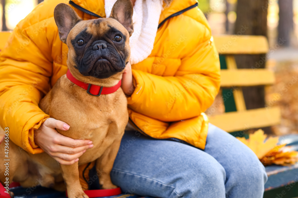 可爱的法国斗牛犬与主人在秋季公园