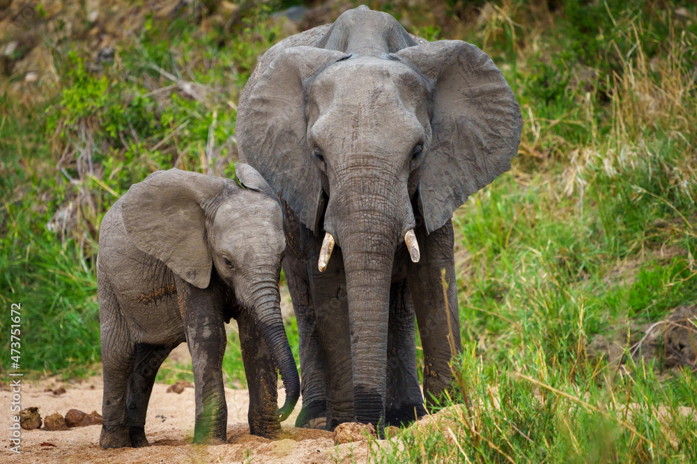 非洲丛林象或非洲稀树草原象（Loxodonta africana），小牛喝牛奶