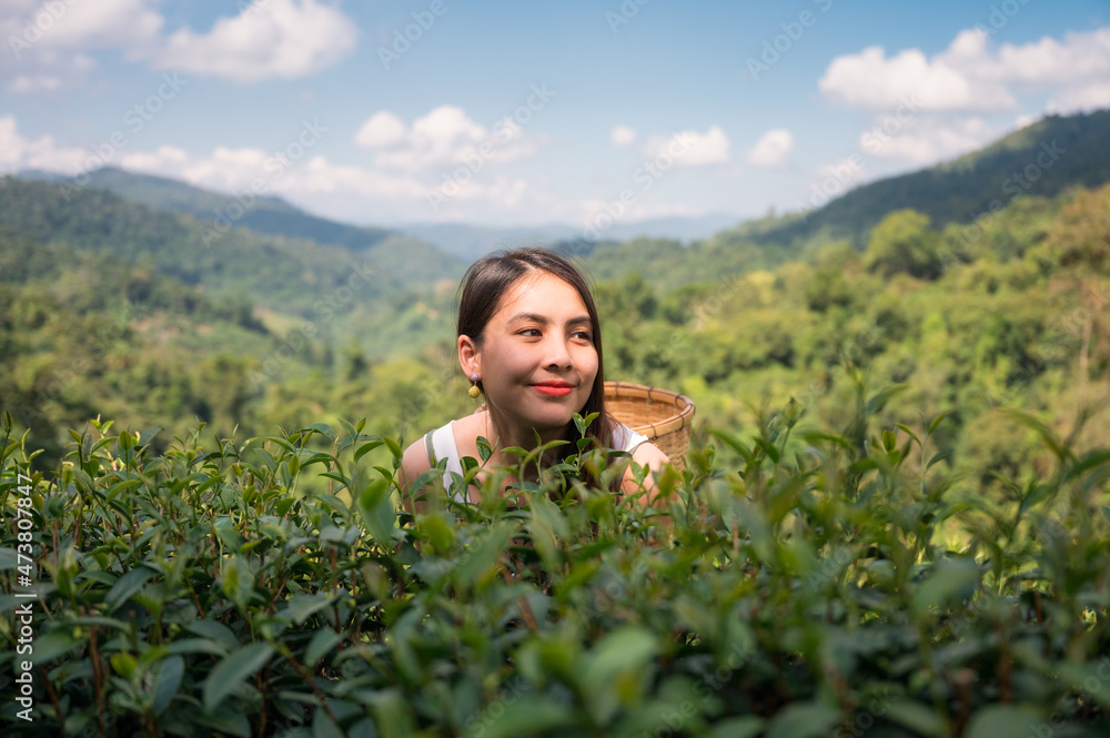 亚洲妇女提着篮子在高地茶园里享受