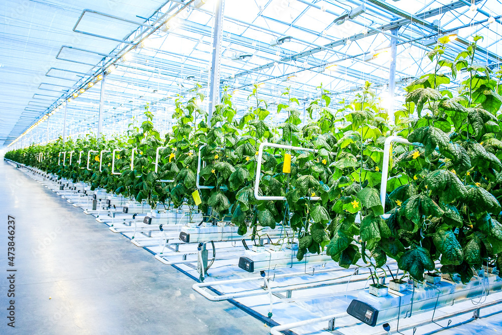 Green crop of cucumber in modern greenhouse