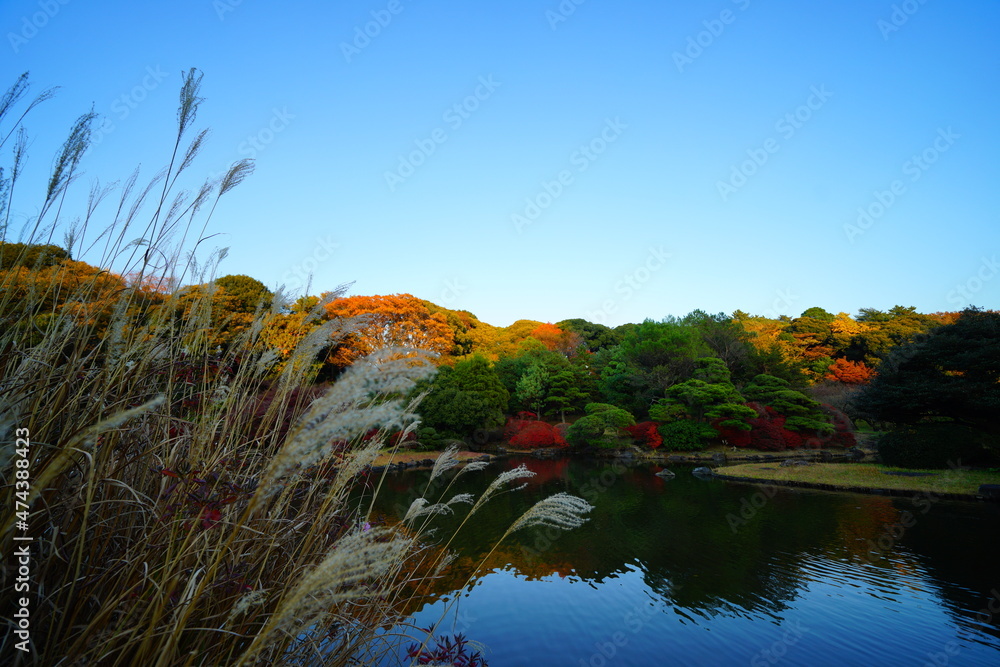 小石川植物園の紅葉の風景