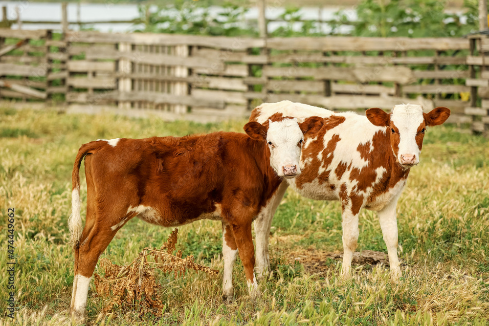 Funny calves grazing on green pasture