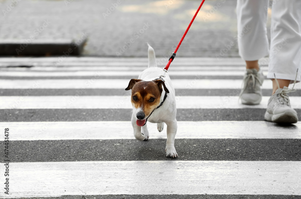 带着可爱的杰克·拉塞尔梗犬在户外用皮带穿过马路的女人