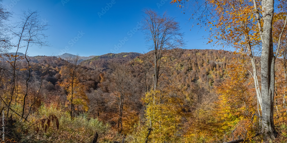 阳光明媚的秋日森林。风景全景。