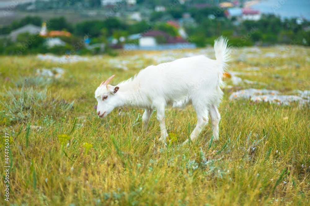 Cute white goats on family farm on the green grass