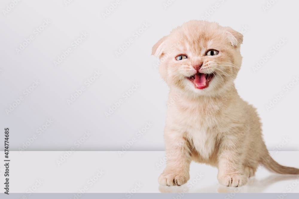 Funny kitten with beautiful bi eyes. Lovely fluffy cat licking lips.