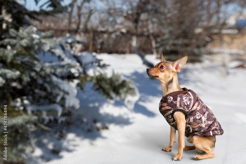 一只可爱的山地狗坐在白雪覆盖的雾蒙蒙的冬季景观上。