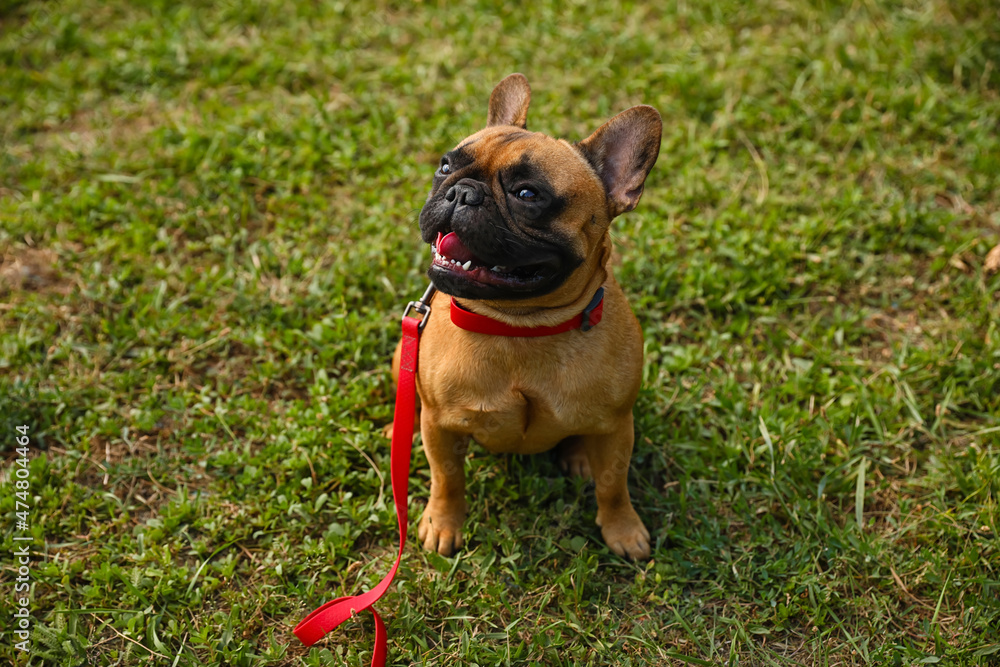 可爱的法国斗牛犬在公园散步