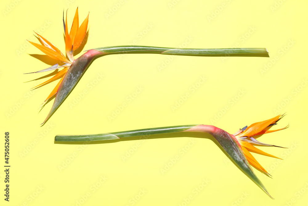 Beautiful bird of paradise flowers on yellow background