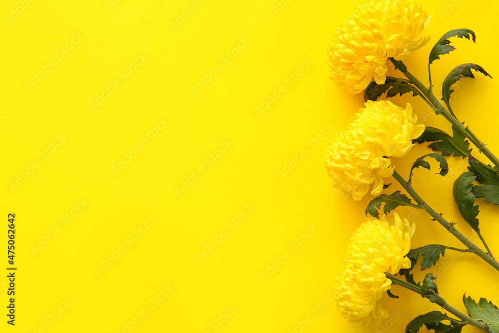 Yellow chrysanthemum flowers on color background