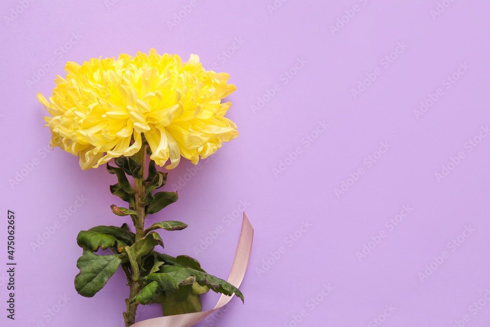 Yellow chrysanthemum flower on purple background