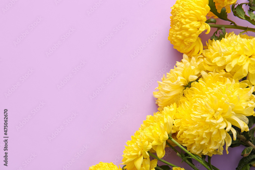 Yellow chrysanthemum flowers on purple background