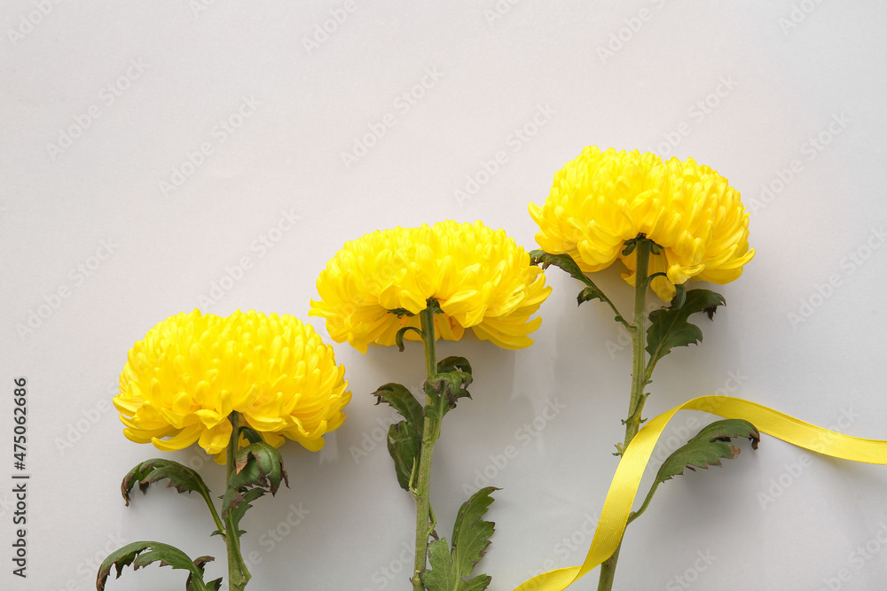 Yellow chrysanthemum flowers on light background