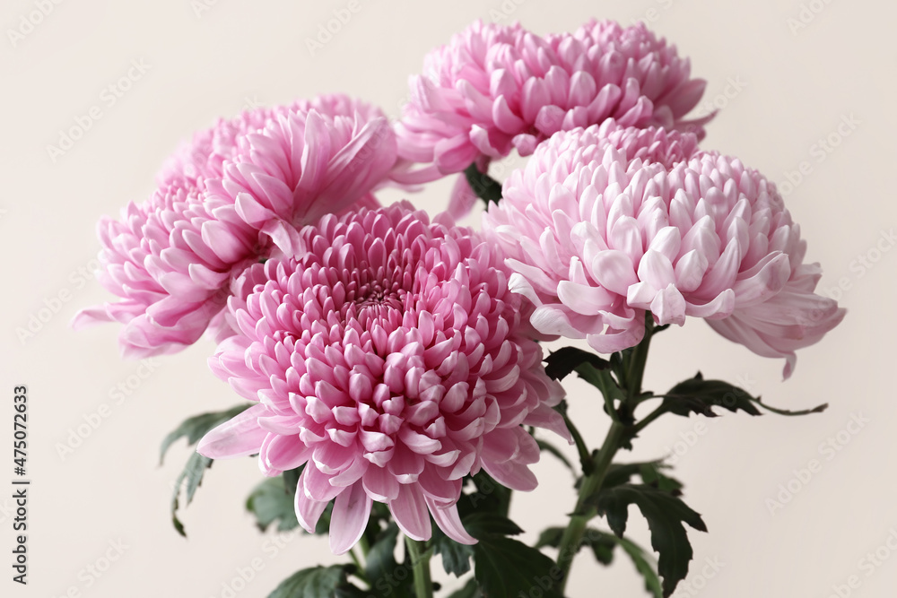 Bouquet of beautiful chrysanthemum flowers on color background, closeup