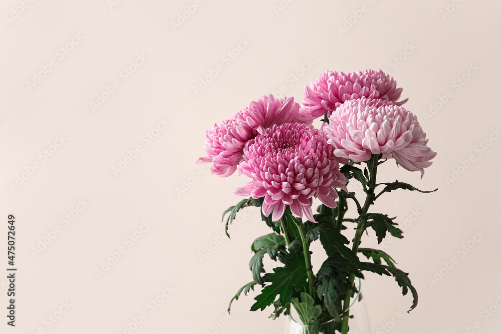 Bouquet of beautiful chrysanthemum flowers on color background, closeup