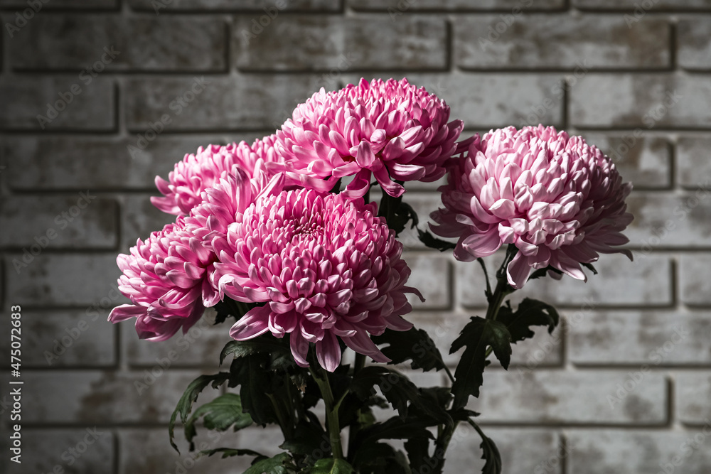 美丽的菊花靠着砖墙，特写