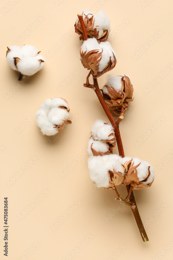 Beautiful cotton flowers on beige background