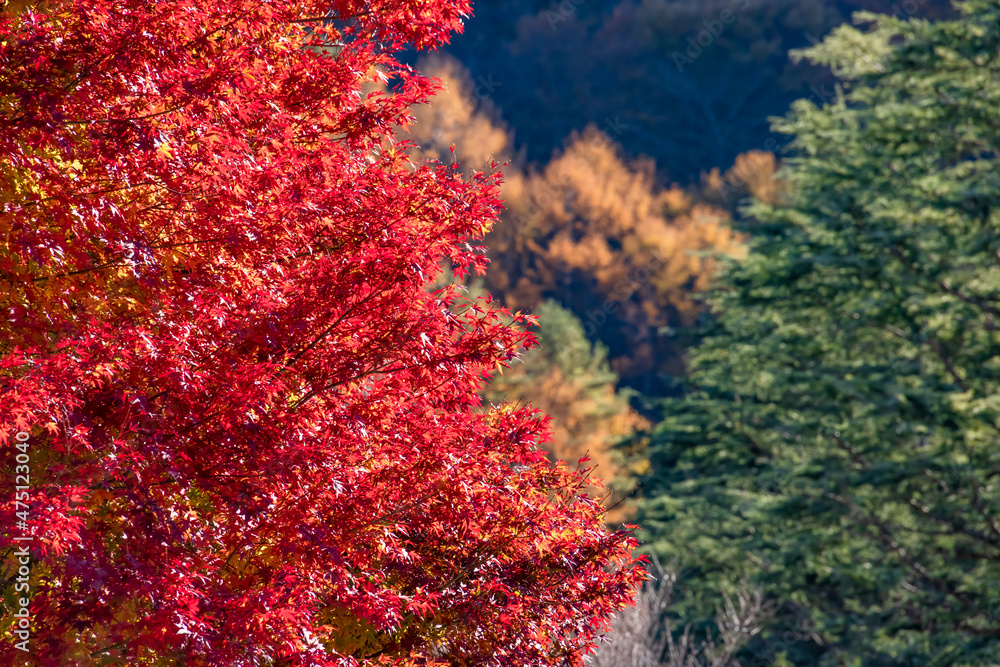 山奥の森に生える紅葉した楓