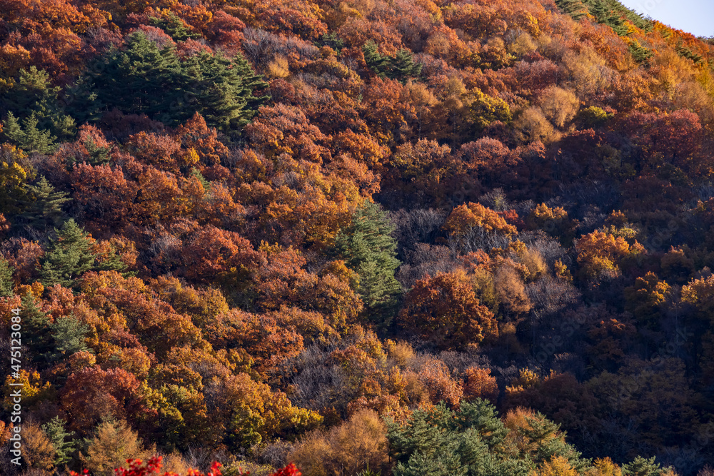 綺麗な山と紅葉した木