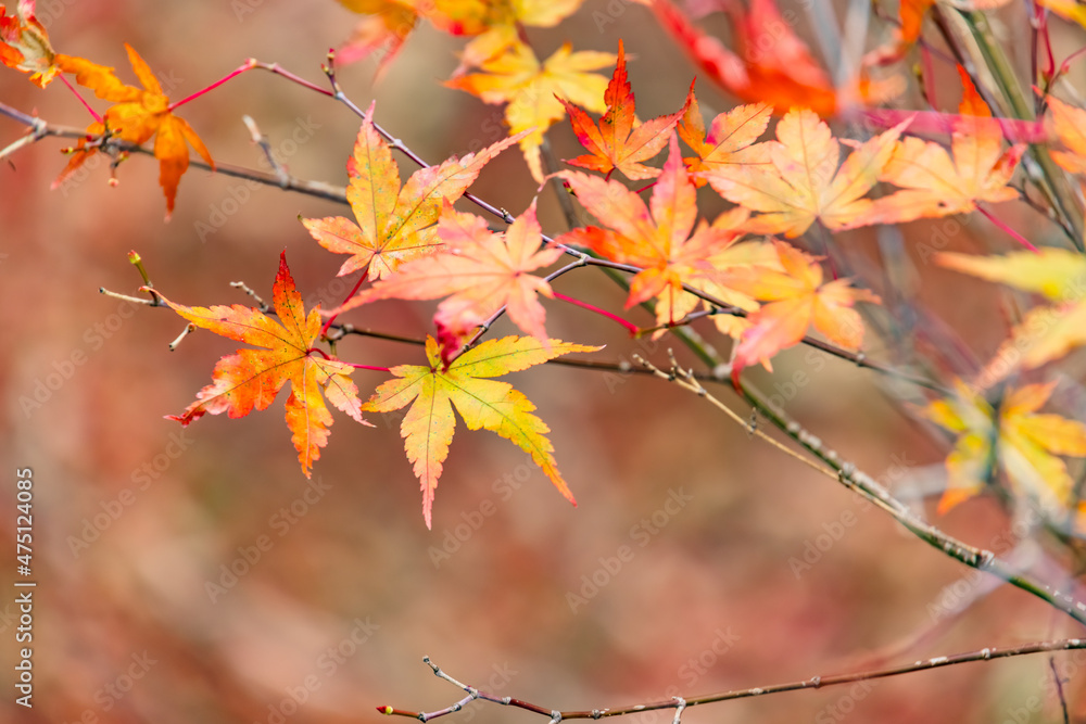 山奥の森に生える紅葉した楓