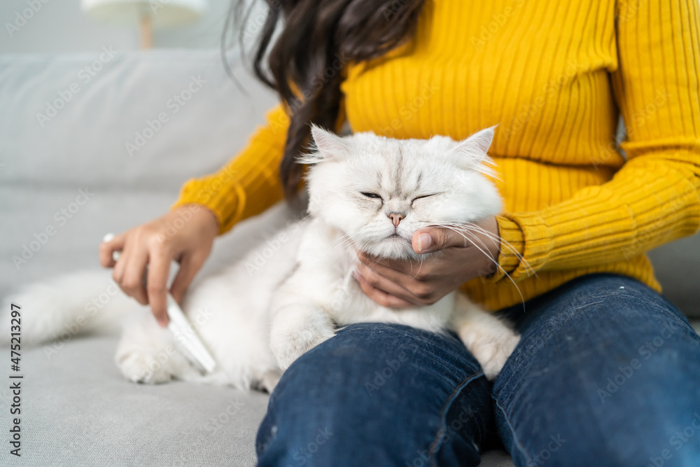 在家幸福地抱着小猫的女人的特写手。