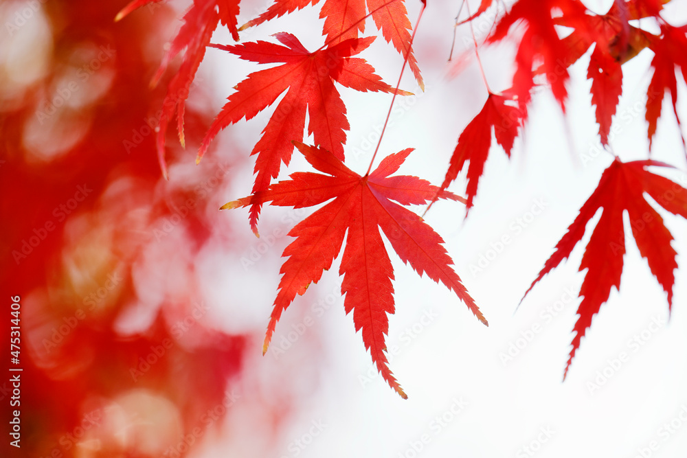 山奥の森に生える紅葉した楓