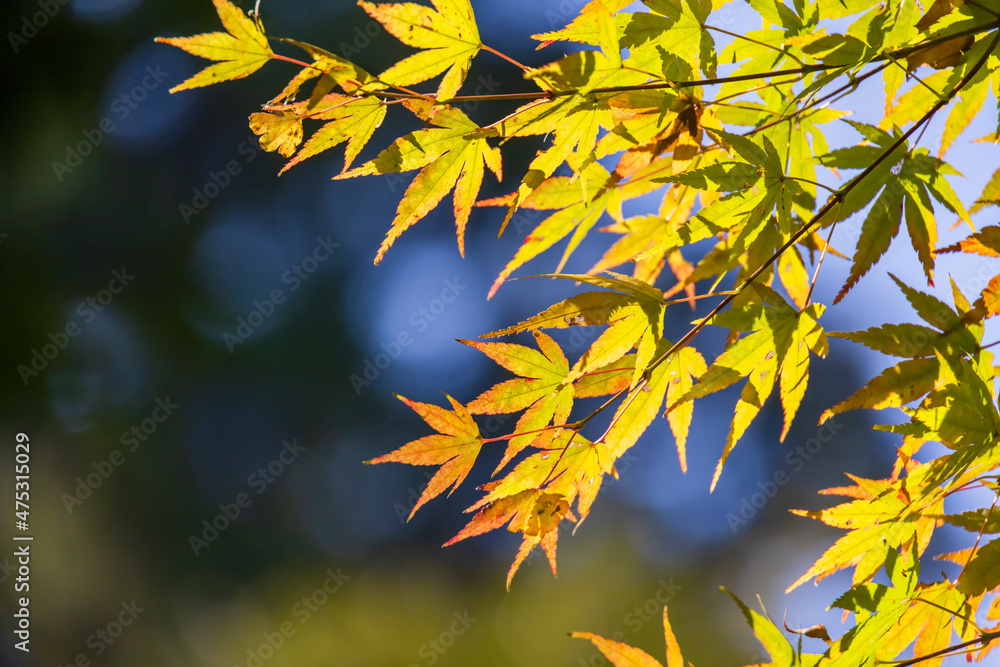 山奥の森に生える紅葉した楓