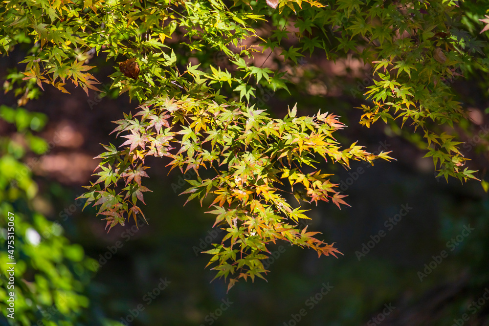 山奥の森に生える紅葉した楓