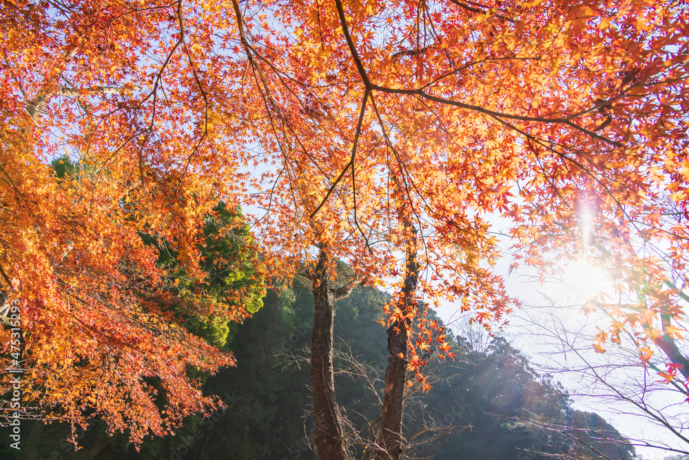 山奥の森に生える紅葉した楓