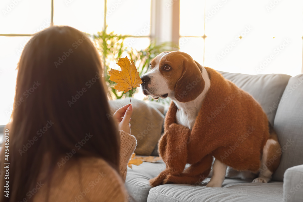 Woman with autumn leaf and cute Beagle dog at home