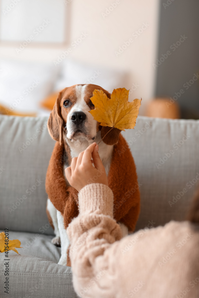 家里有秋叶和可爱的比格犬的女人