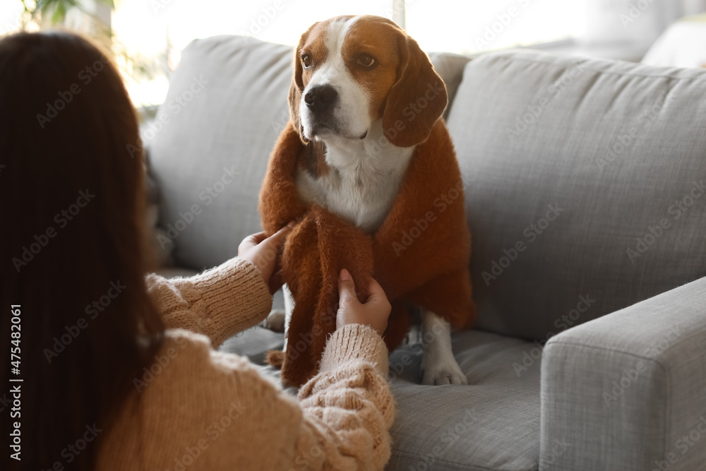 秋天的一天，家里有一只可爱的比格犬的女人