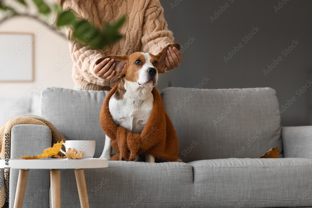 秋天的一天，女人在家里和可爱的小猎犬玩耍