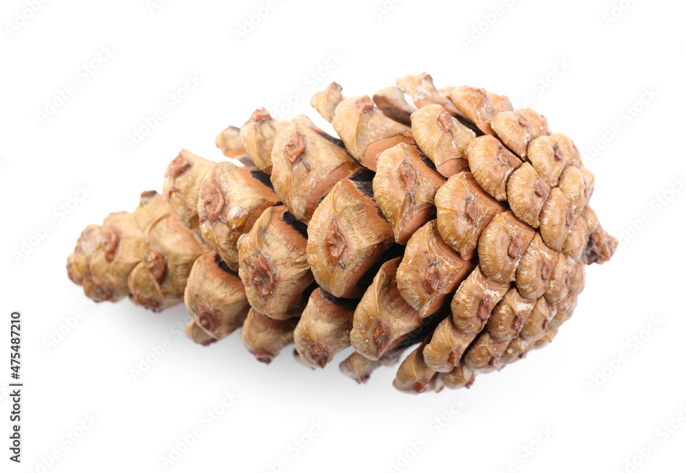 Beautiful pine cone on white background