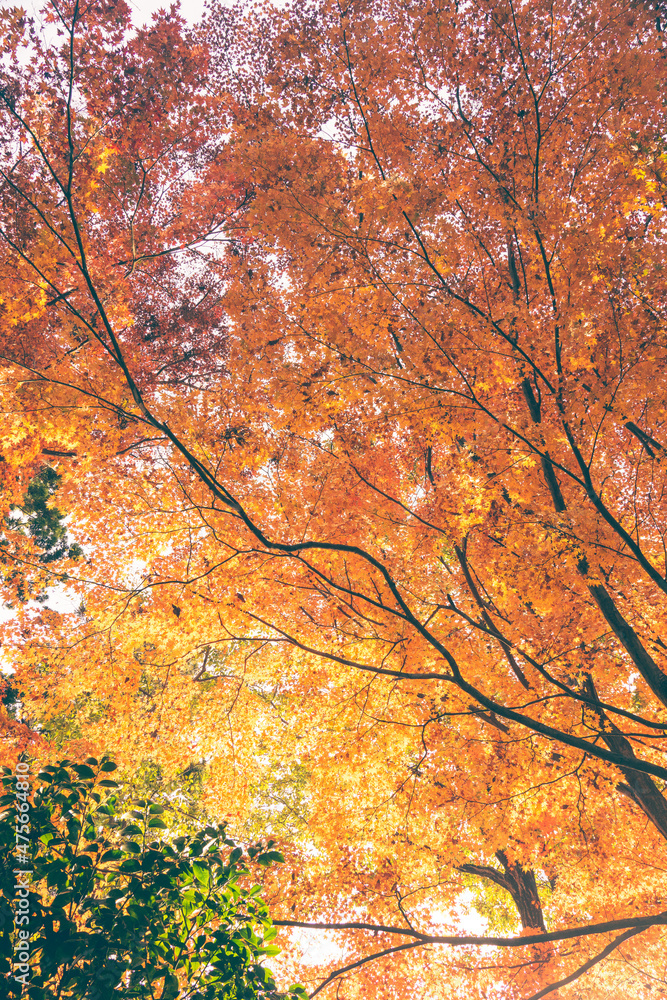 紅葉の森を見上げる