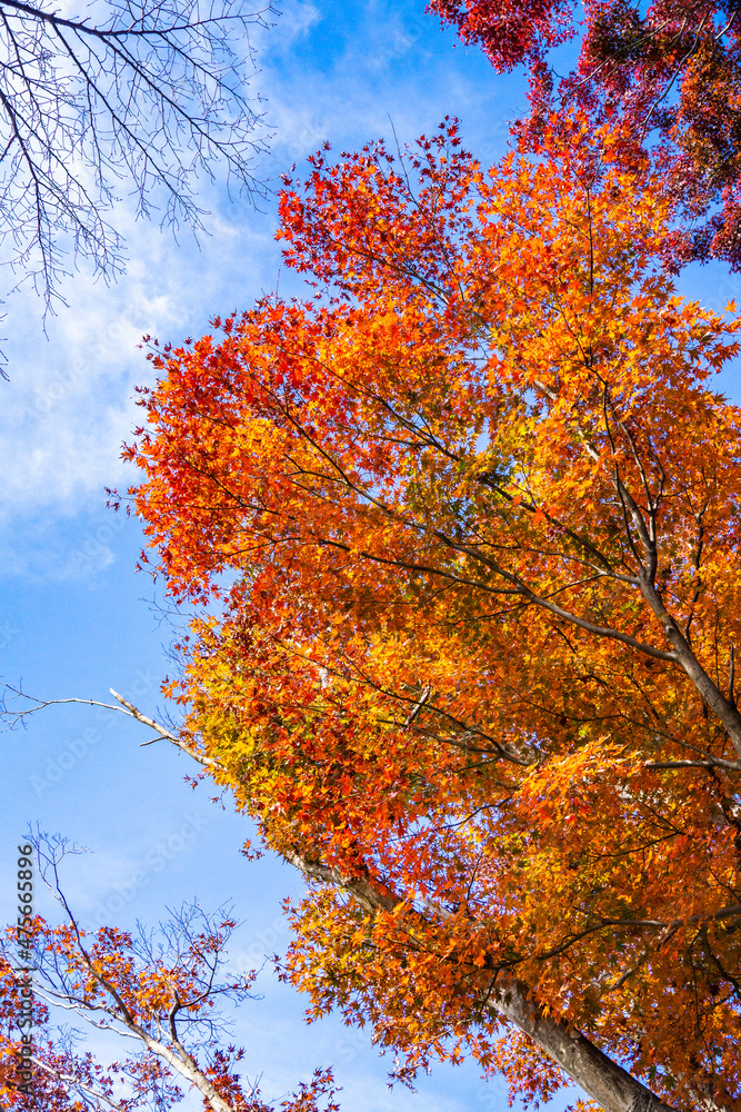 紅葉と青空　快晴　もみじ台