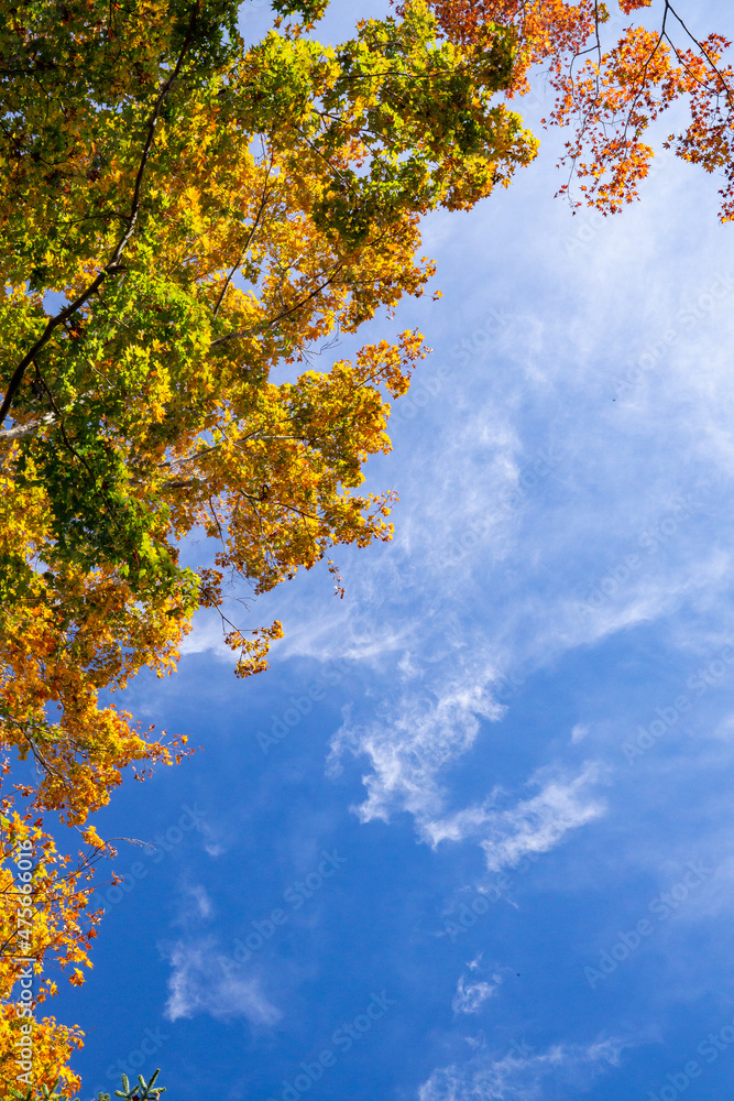 紅葉するカエデ　さわやかな空　秋の自然