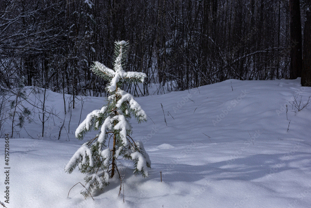 雪地里的树